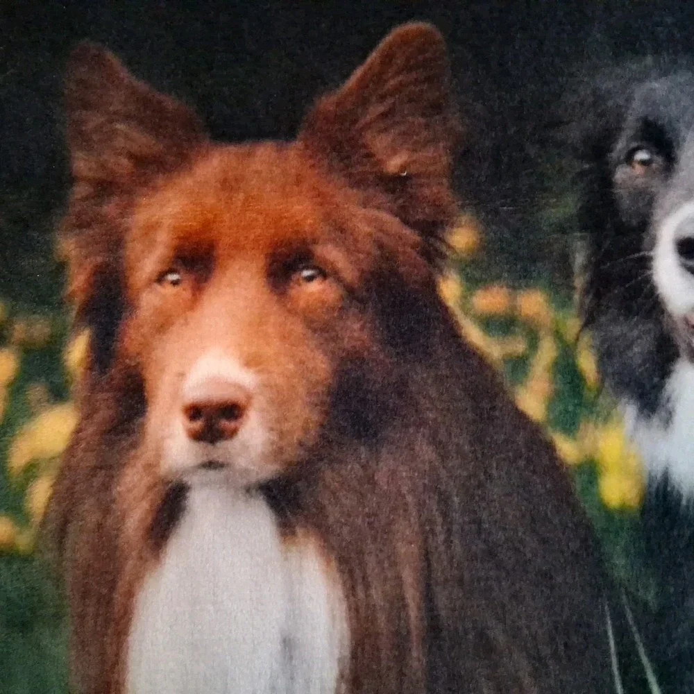 Summer Throw Blanket w/Picture Portrait of 5 Family Dogs Pets in Meadow 60